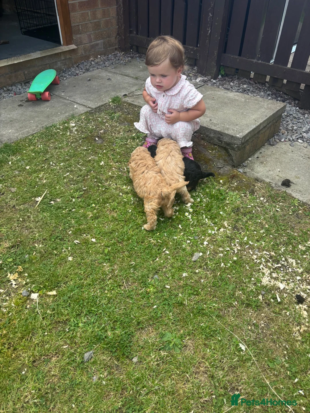 Cavapoo dogs for sale:  Mini Cavapoo puppies  - Advert 2