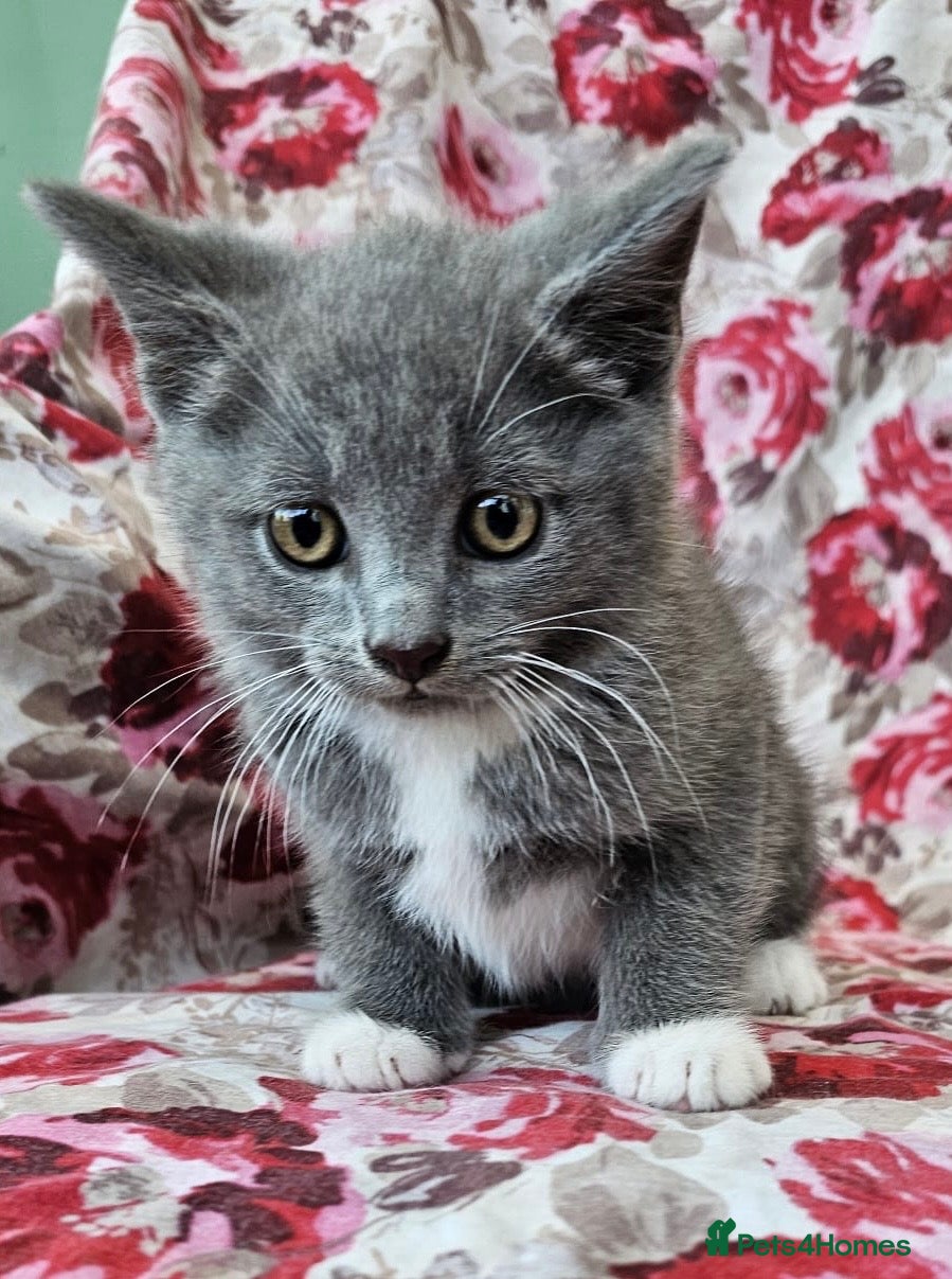 British Shorthair cats British shorthair crossed kitties  - Advert 13