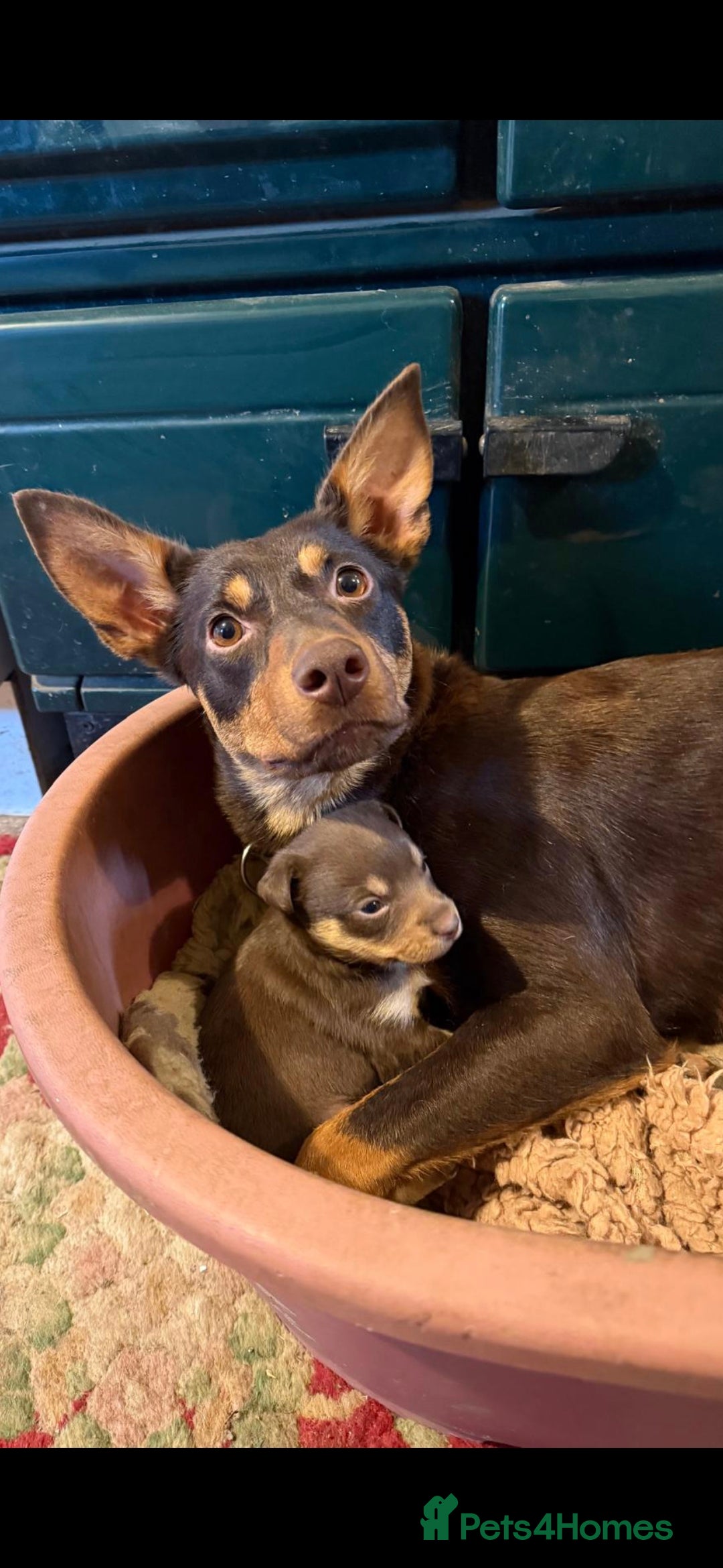 Australian Kelpie dogs Australian Kelpie puppies for sale - Advert 6