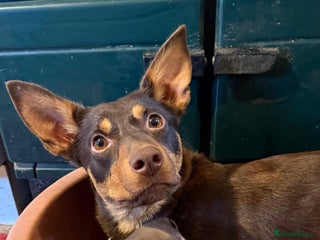 Australian Kelpie dogs Australian Kelpie puppies for sale - Advert 6