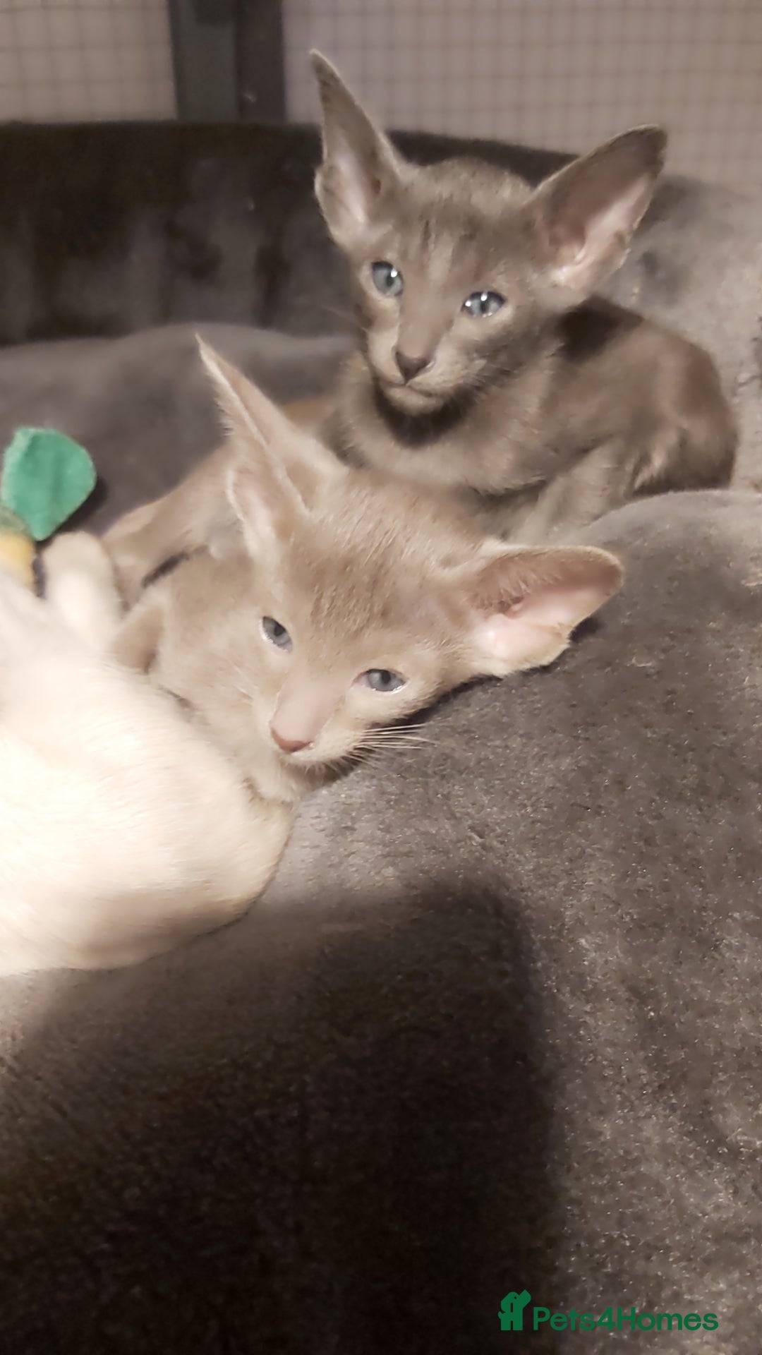 Oriental cats for sale: Full Pedigree Oriental 6 Kittens XL size ears GCCF - Advert 21