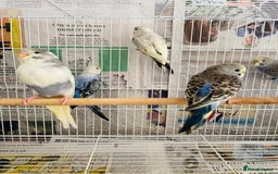 Budgerigars birds for sale: Budgies for sale  - Image 7