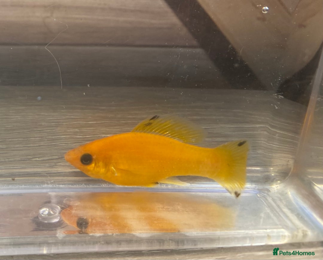 Mollies fish for sale: Broodstock Saffron Molly XL - Image 3