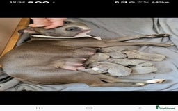 Staffordshire Bull Terrier dogs for sale: Staffordshire Bull Terrier Puppies- Ready Soon! - Image 16