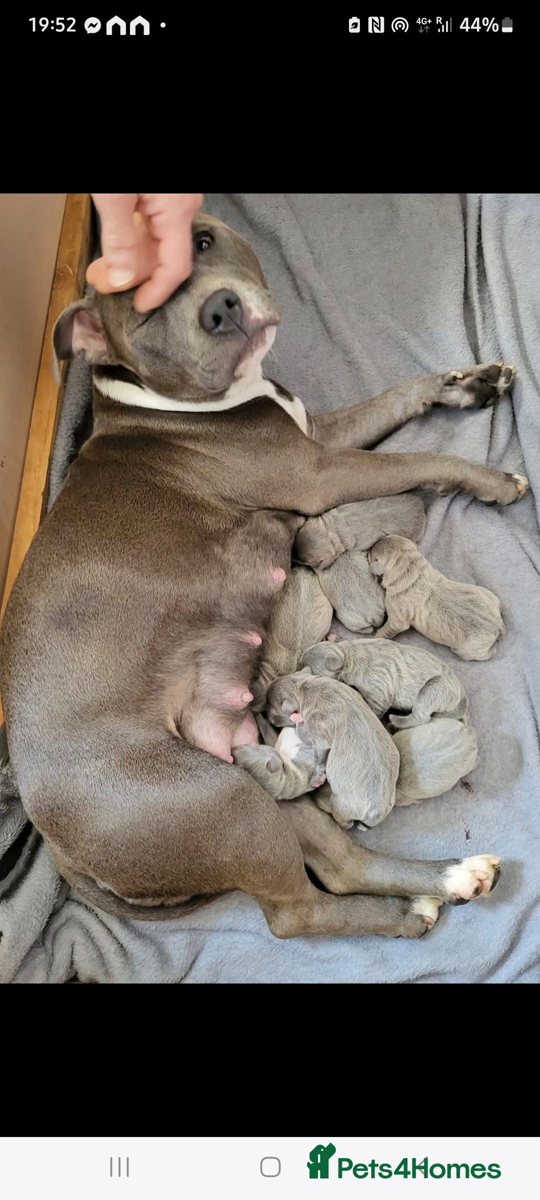 Staffordshire Bull Terrier dogs for sale: Staffordshire Bull Terrier Puppies- Ready Soon! - Image 16