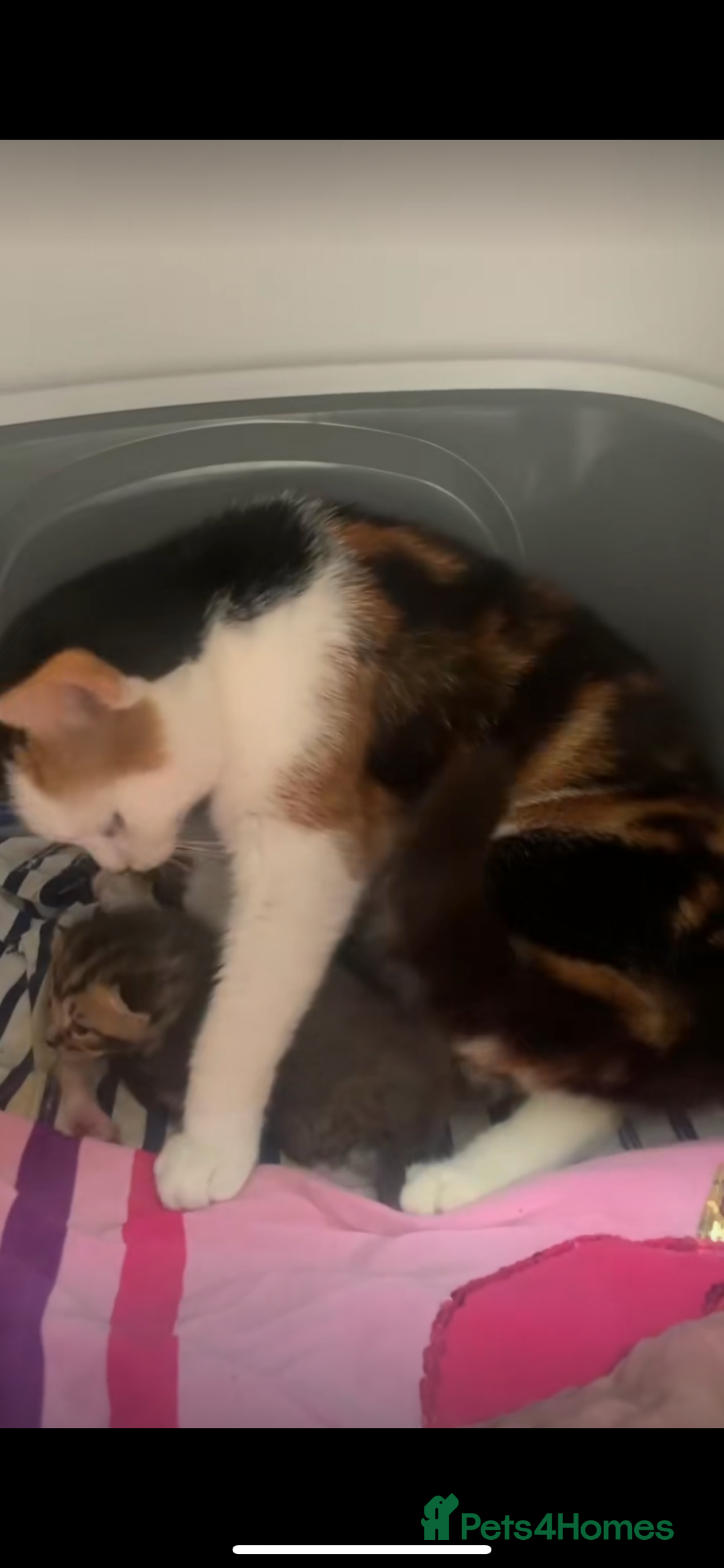 Domestic Shorthair cats for sale: Domestic shorthair  - Image 3