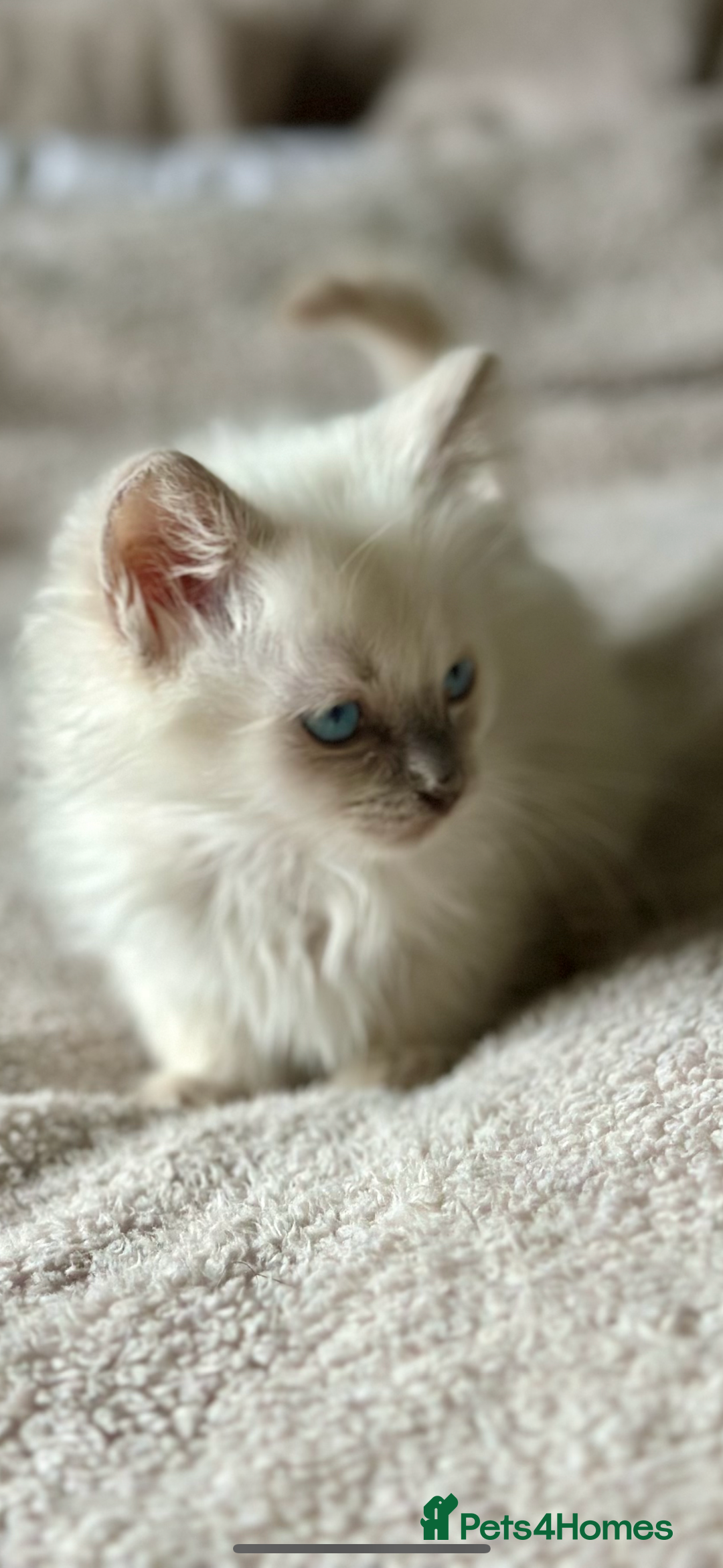 Ragdoll cats for sale: 🌼GCCF waiting list now open for spring babies 🌼 - Advert 23