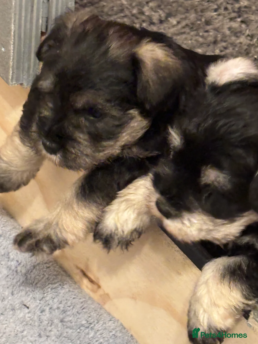 Miniature Schnauzer dogs for sale: Stunning Puppies - Advert 8