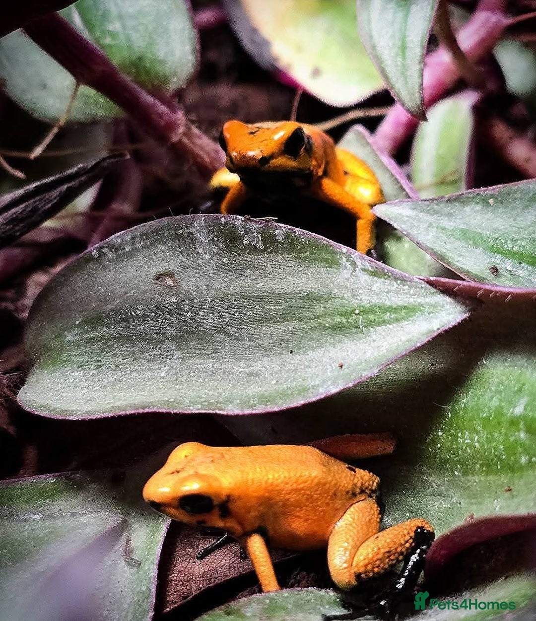 Frog reptiles for sale: Group of 10 grown on Phyllobates Terribilis - Image 7