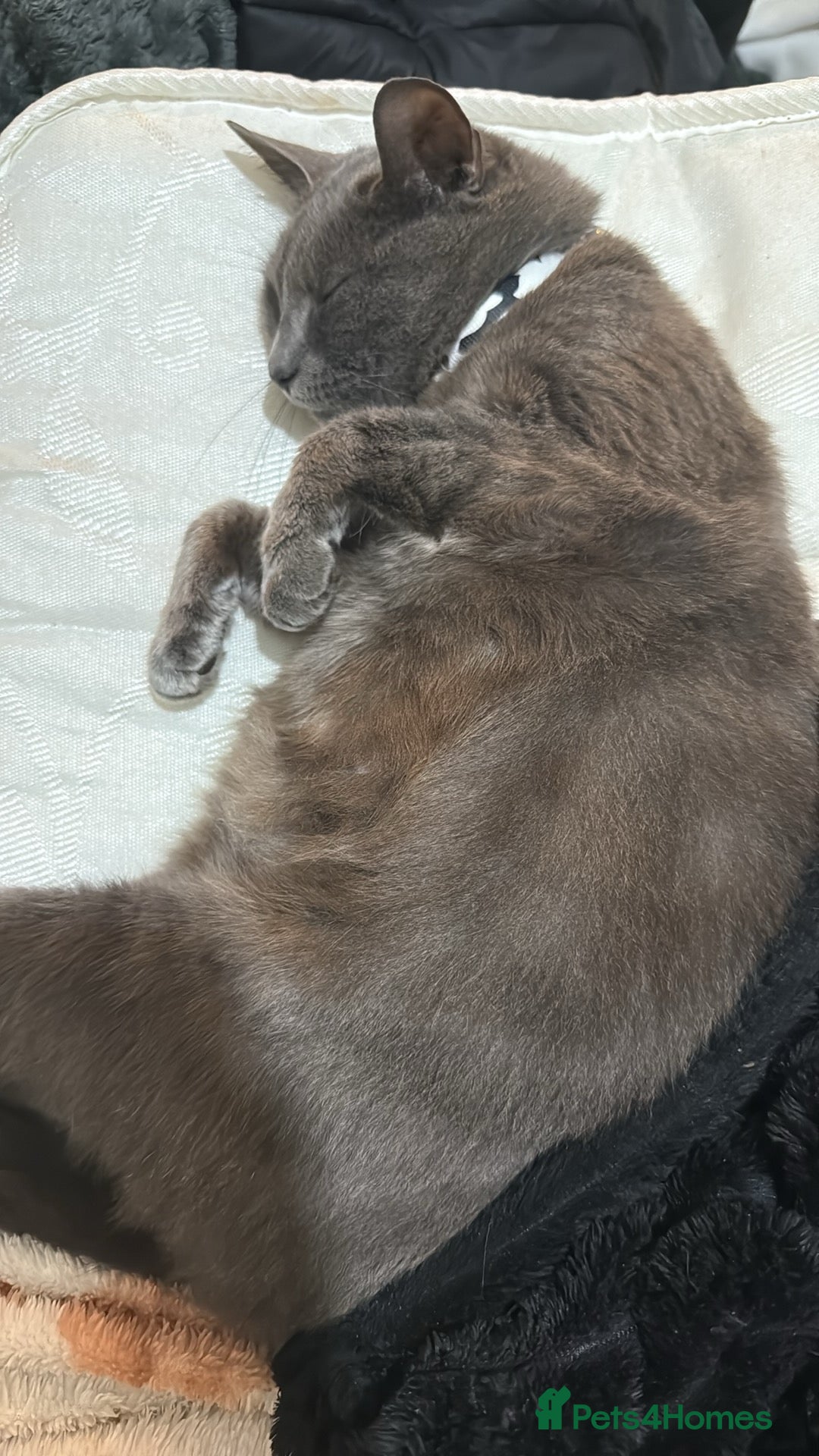 Russian Blue cats Russian blues - Advert 2