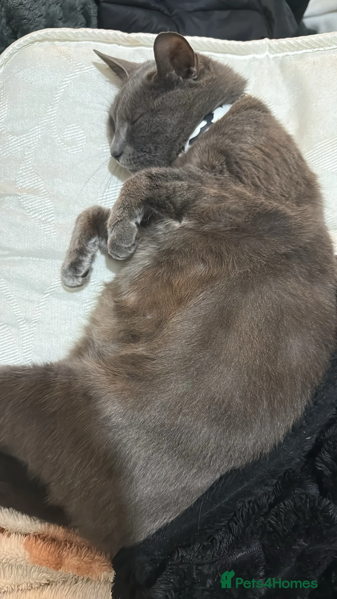 Russian Blue cats for sale: Russian blues - Advert 1