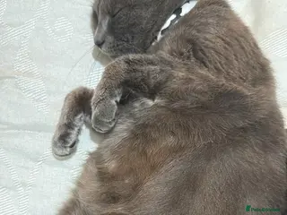 Russian Blue cats Russian blues - Advert 12