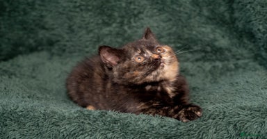 British Shorthair cats - Advert 3