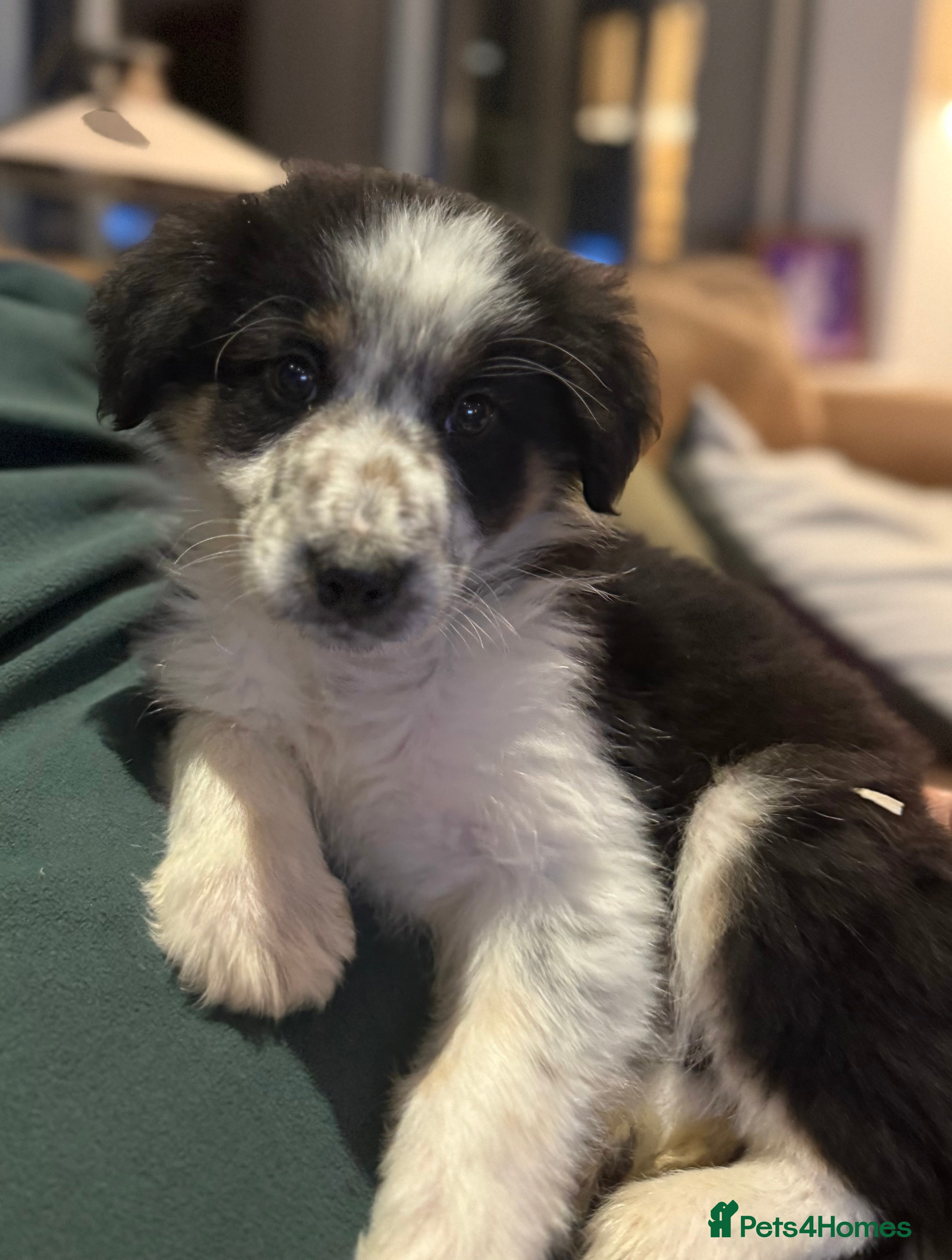 Border Collie dogs 🌟Fully Vaccinated Boy Available🌟 - Advert 1