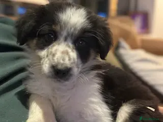 Border Collie dogs 🌟Fully Vaccinated Boy Available🌟 - Advert 1