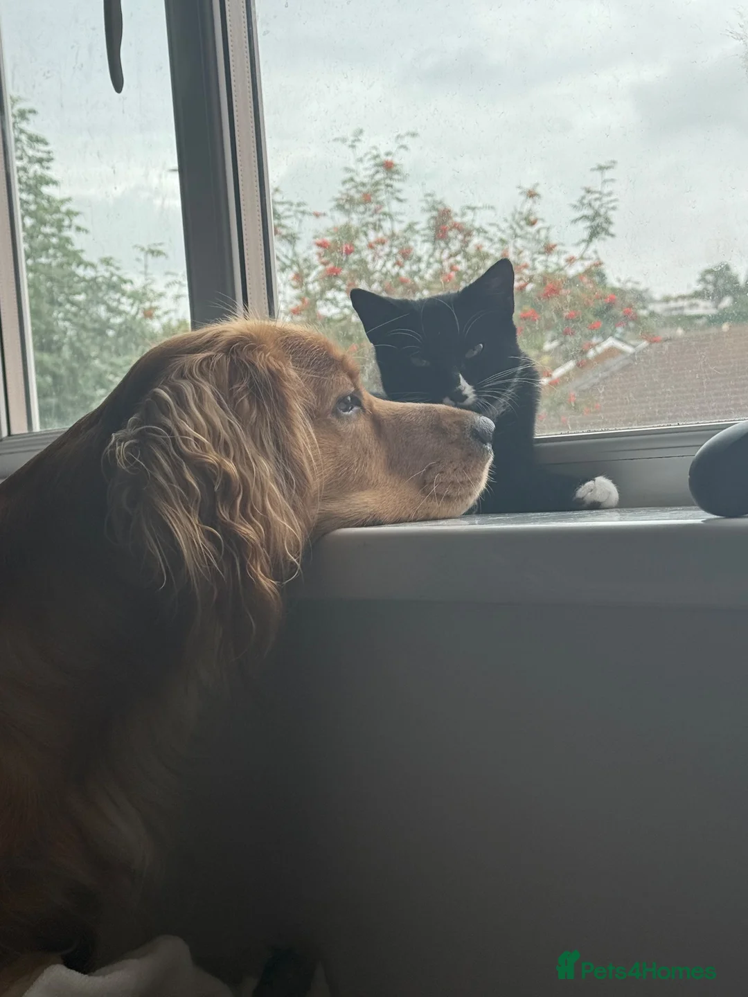Mixed Breed cats for sale: Luna - 5 months old female in Newton Abbot - Advert 2