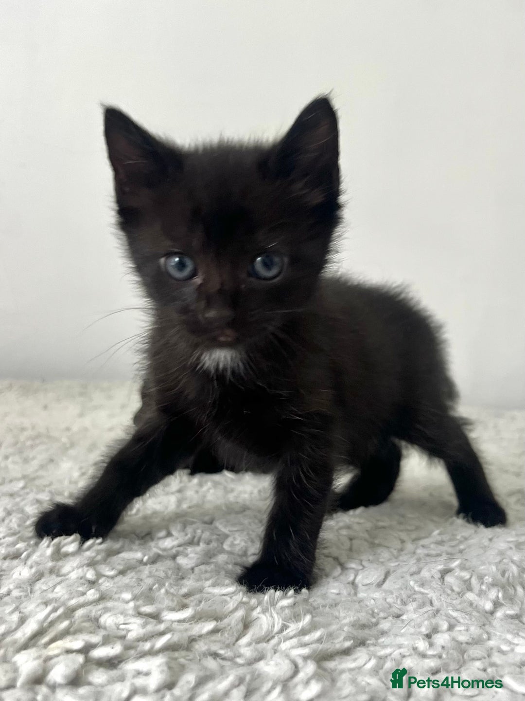 Domestic Shorthair cats for sale: 3 black kittens for sale  - Image 9