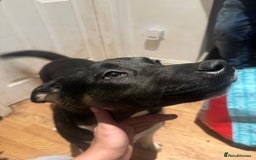 Mixed Breed dogs for sale: Need forever home ❤️ - Image 6