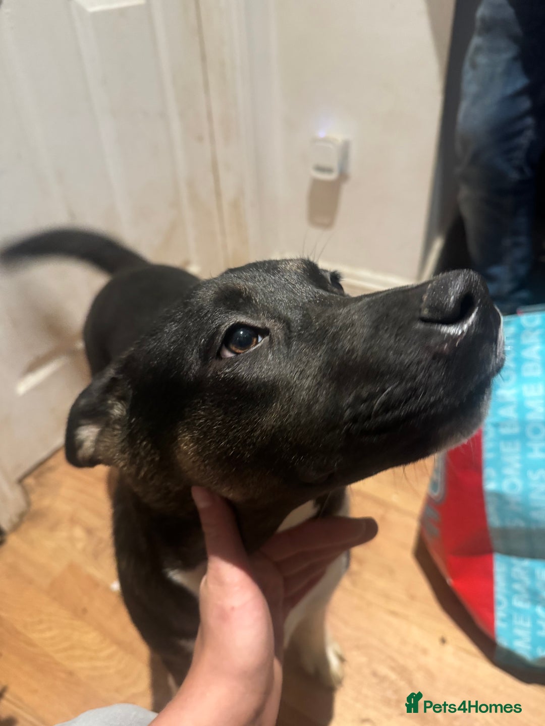 Mixed Breed dogs for sale: Need forever home ❤️ - Image 6