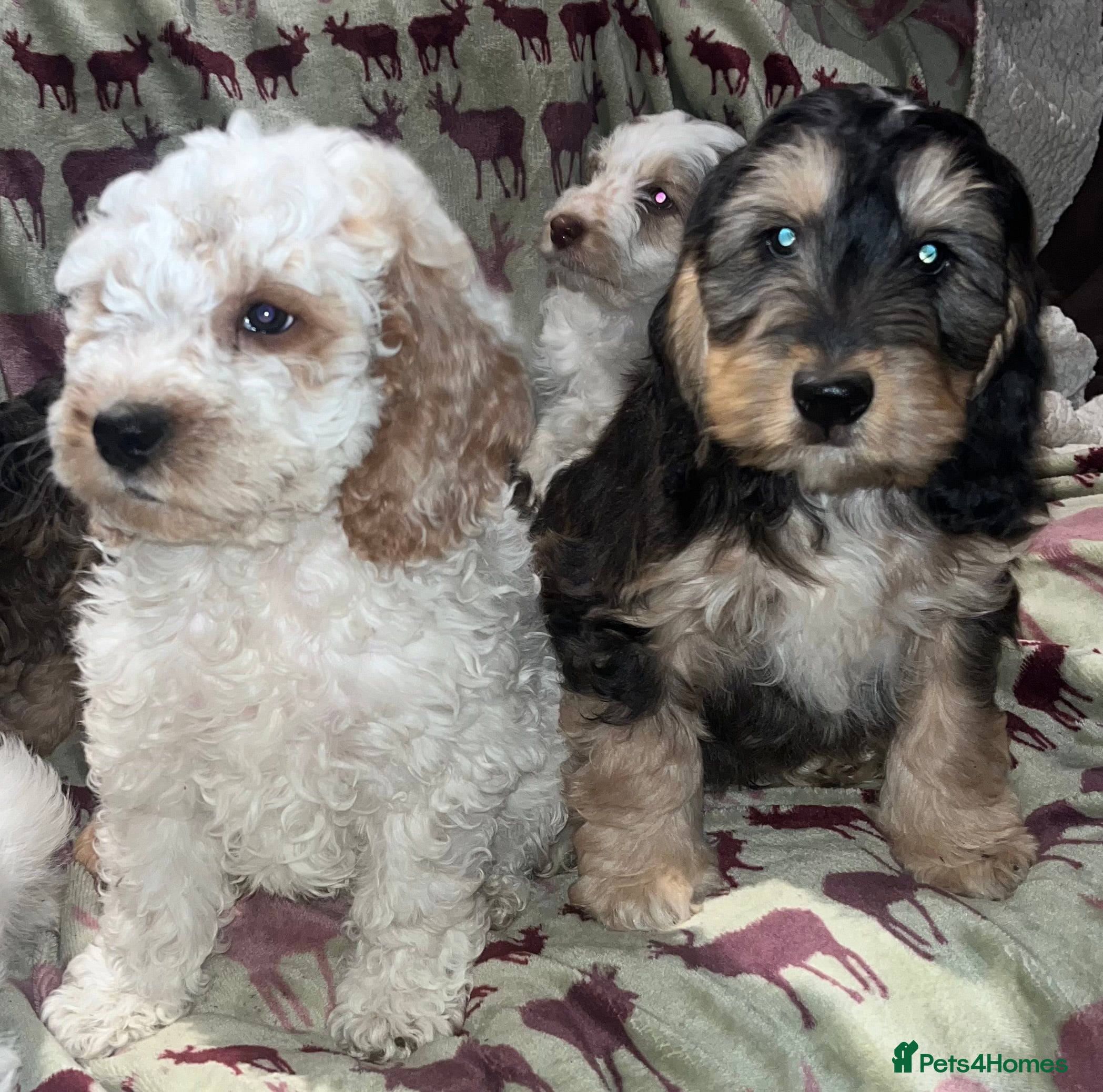 Australian Labradoodle dogs Gorgeous Australian Labradoodle Puppies  - Advert 1