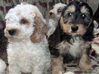 Australian Labradoodle dogs Gorgeous Australian Labradoodle Puppies - Advert 1