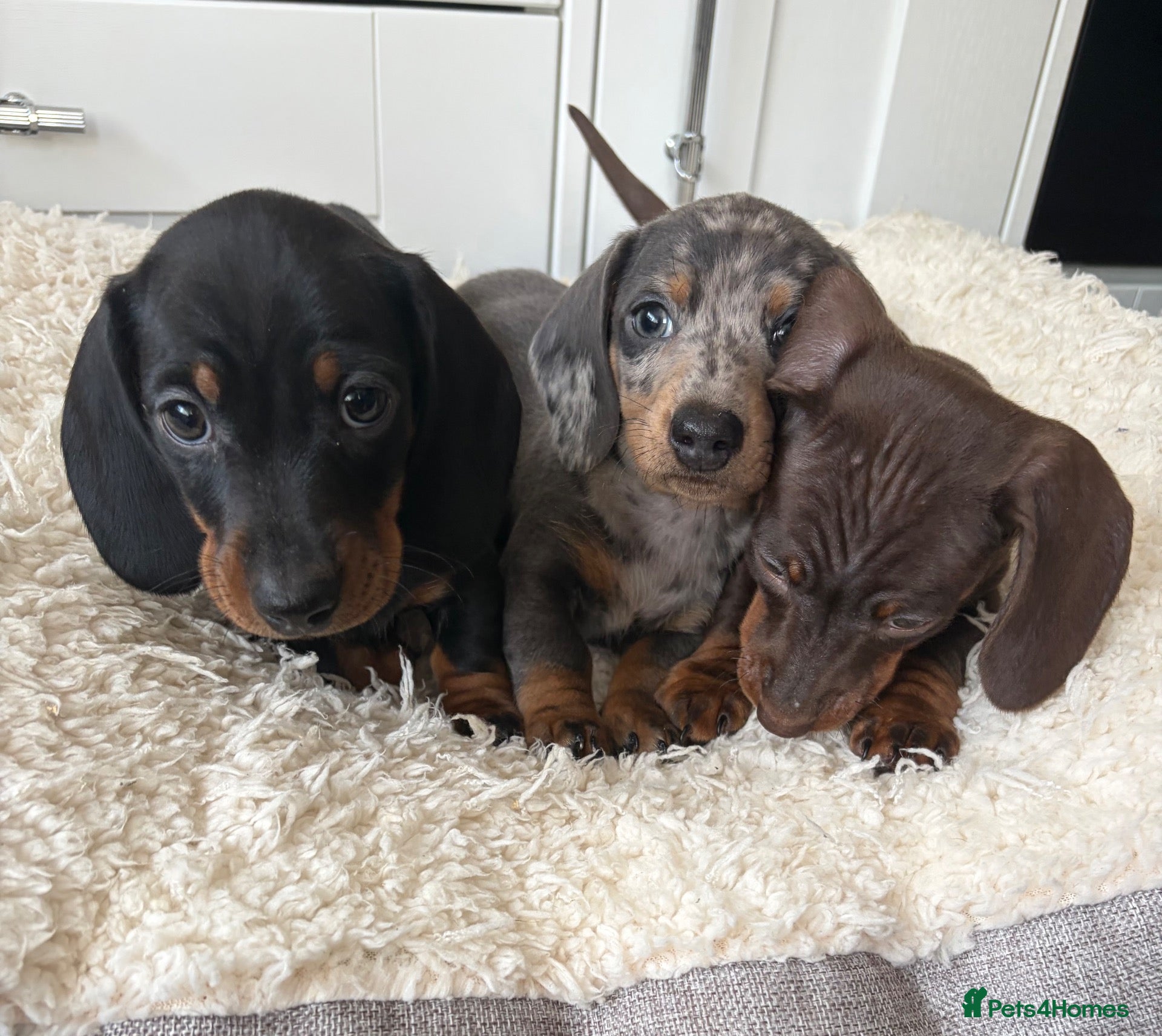 Miniature Dachshund dogs Miniature dachshunds  - Advert 1