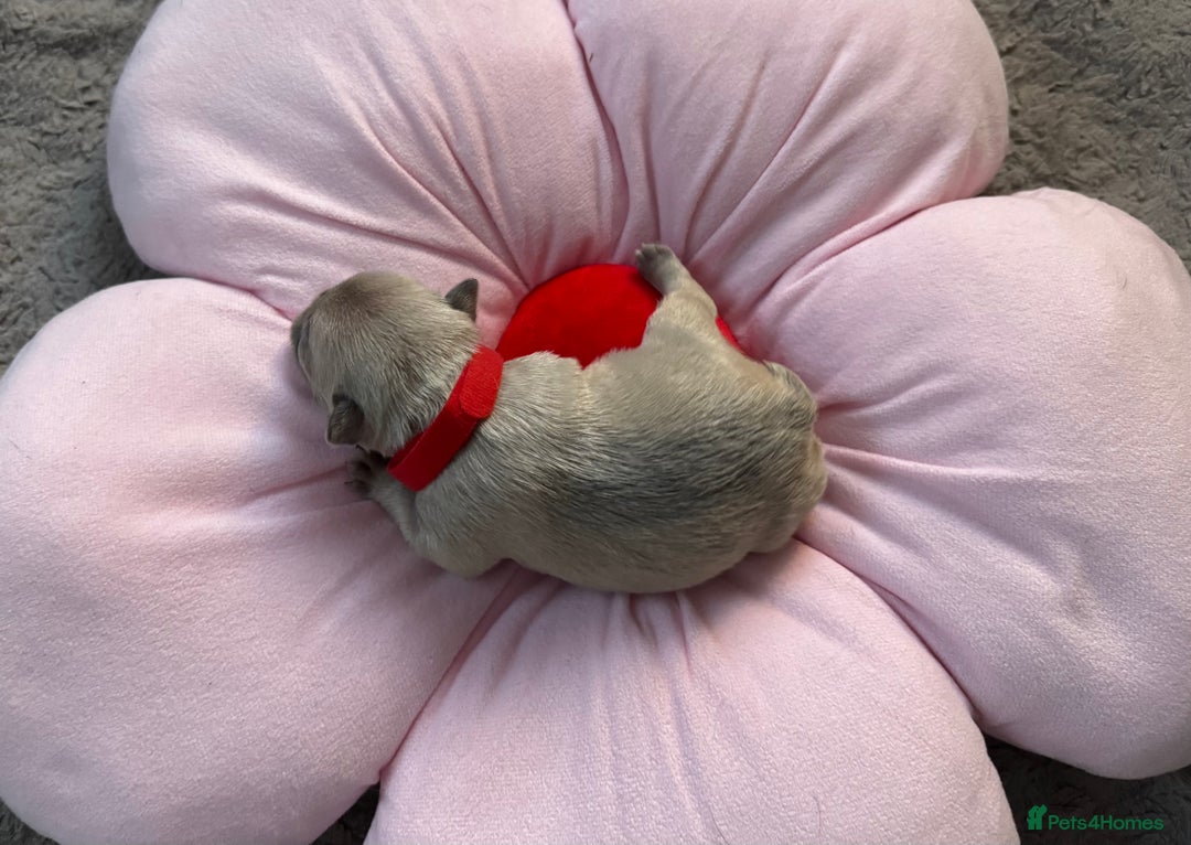 French Bulldog dogs for sale: 🎉 New years pups 🎉 7 adorable French bulldog pup - Advert 16