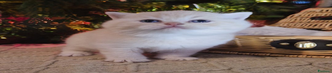 British Shorthair Kitten 1