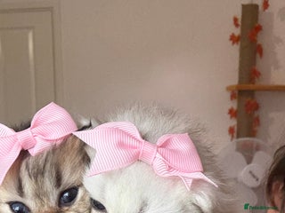 Persian cats - Advert 26