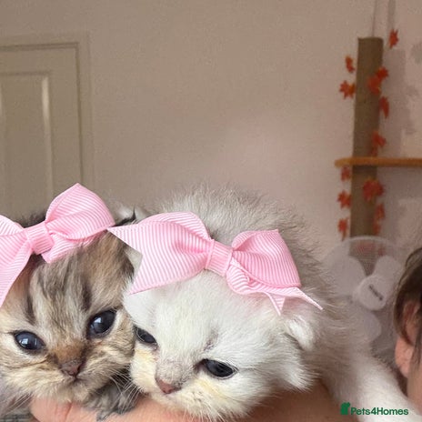 Persian cats - Advert 4