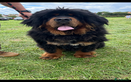 Tibetan Mastiff dogs for sale: Gorgeous Male Tibetan mastiff  in Ibstock - Image 2