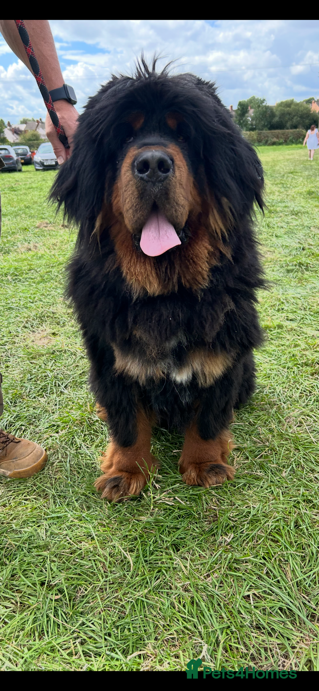 Tibetan Mastiff dogs for sale: Gorgeous Male Tibetan mastiff  in Ibstock - Image 2
