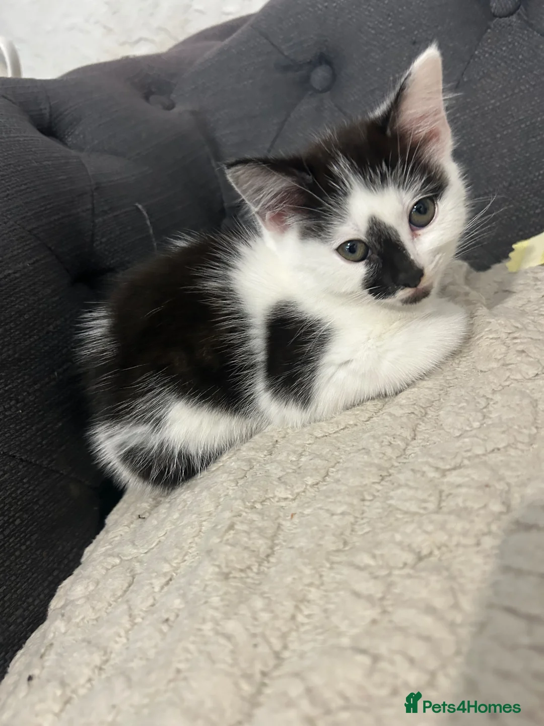 British Shorthair cats for sale: Black and white female - Advert 3