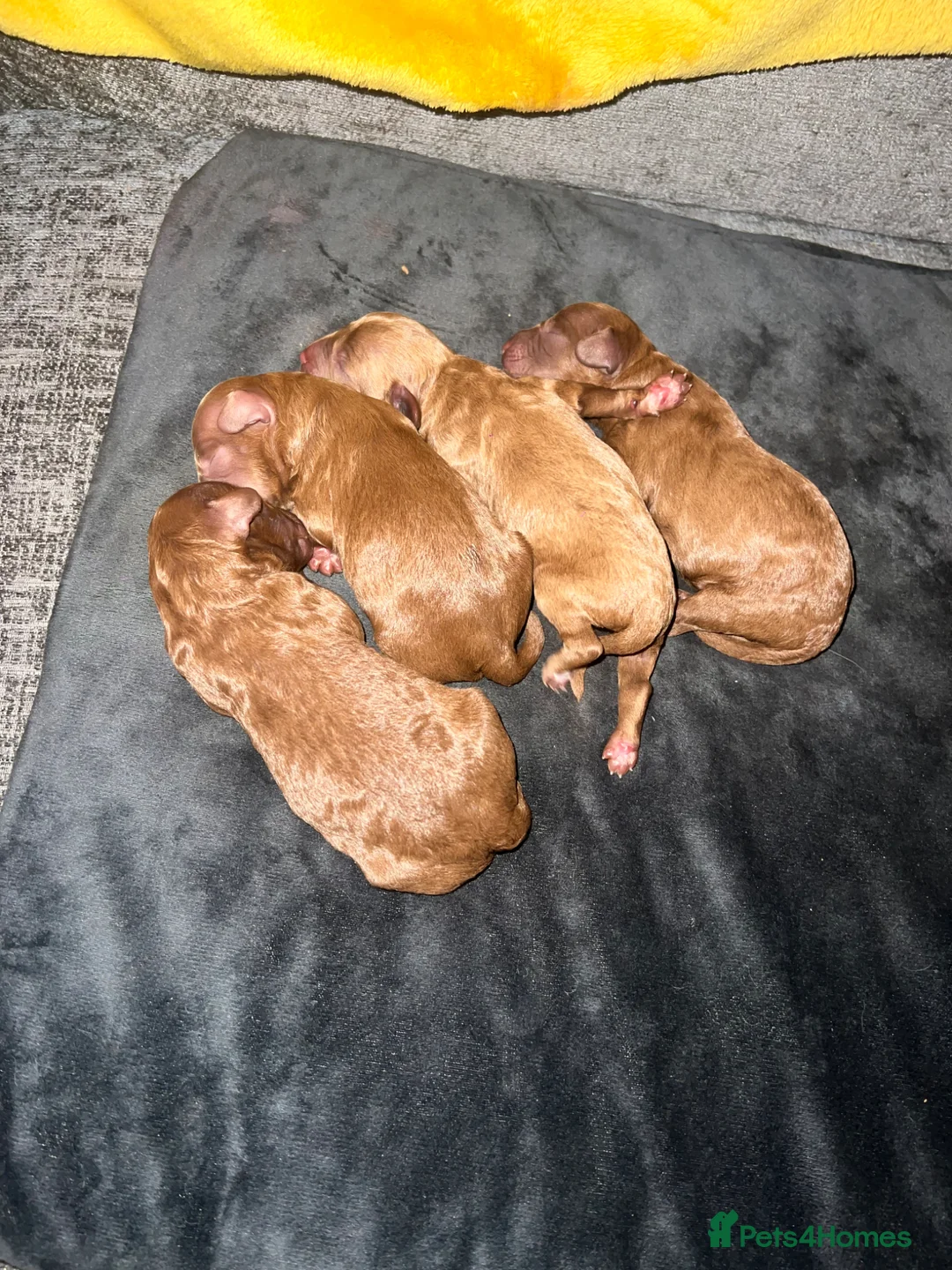 Cavapoo dogs for sale: Beautiful Cavapoo puppies for sale  in Wallasey - Advert 2