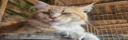 Maine Coon cats for sale: Beautiful Maine Coon kittens  in Warminster - Advert 7