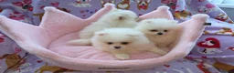 Pomeranian dogs for sale: 3 gorgeous, small white Pomeranians ready now!! - Advert 28