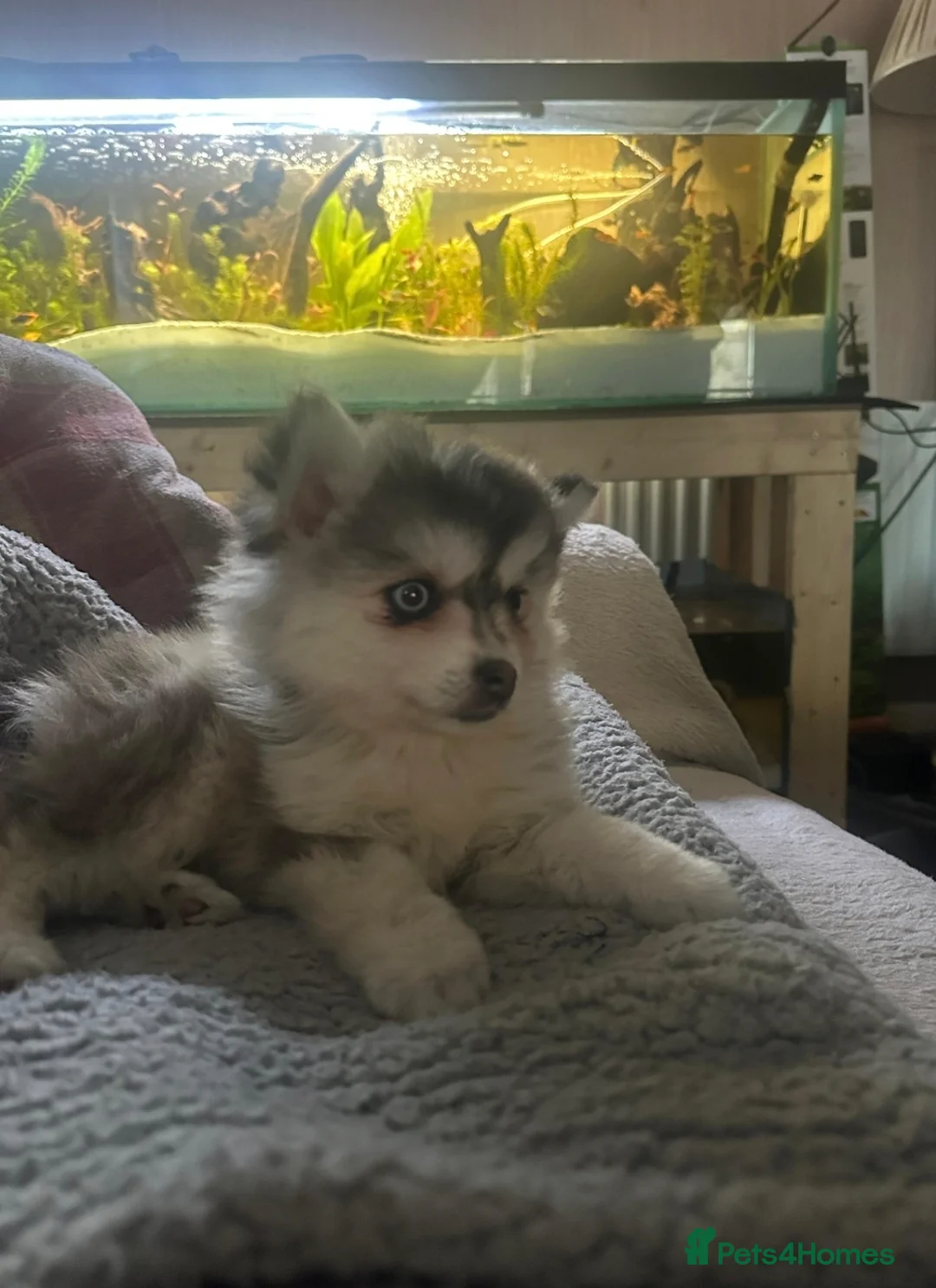 Pomsky dogs for sale: Reduced - Bi eyed silver wooly coat girl - Advert 1