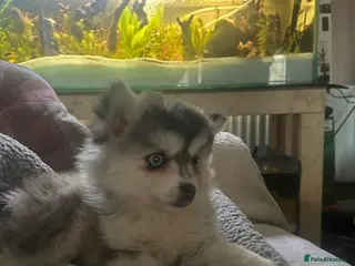 Pomsky dogs Reduced - Bi eyed silver wooly coat girl - Advert 3