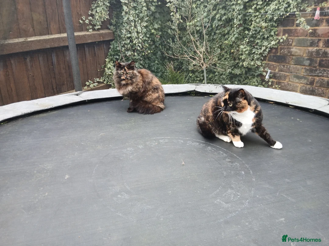 Mixed Breed cats for sale: Sister cats for sale - Advert 3