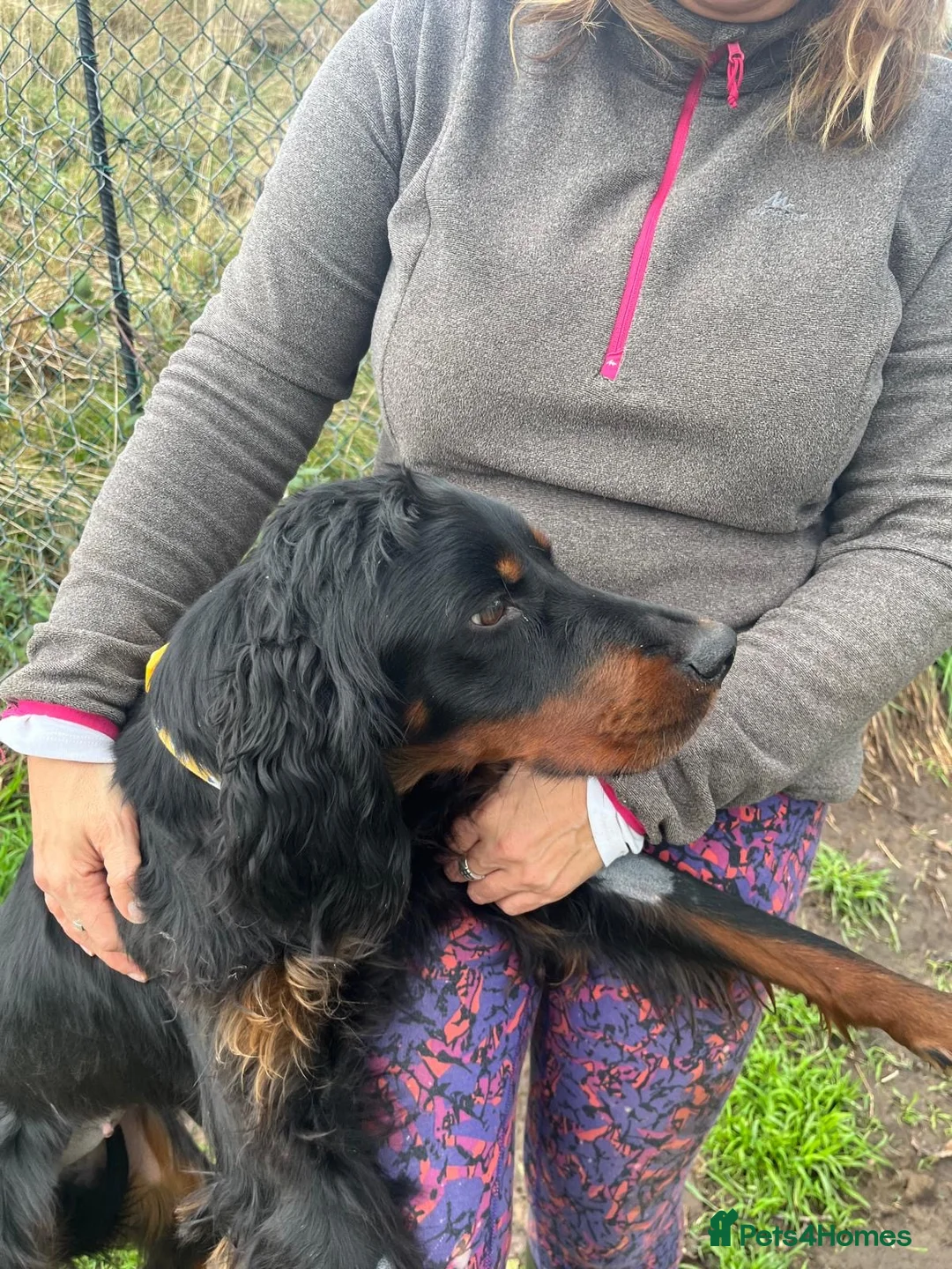 Gordon Setter dogs for adoption: Ona   - Advert 8