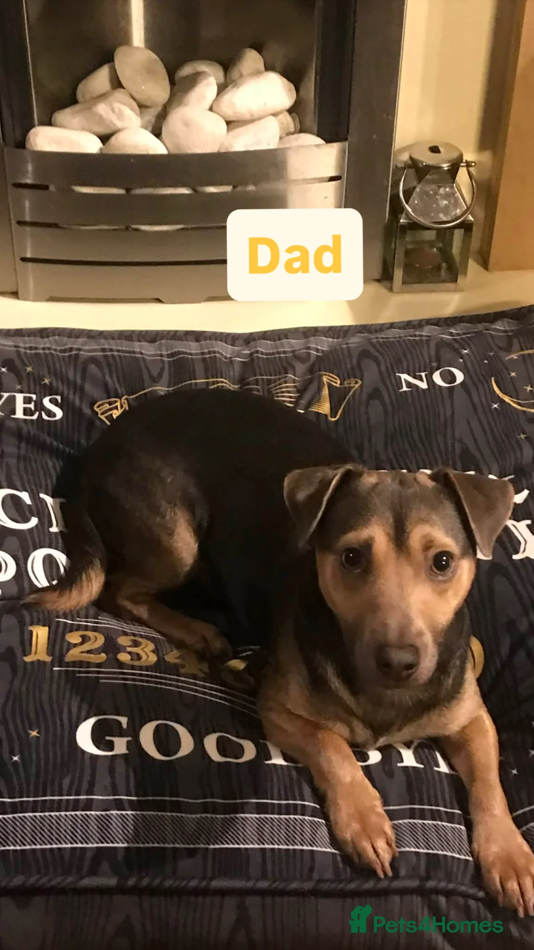 Jack Russell dogs for sale: Gorgeous tri Jack Russel Puppies  - Advert 6