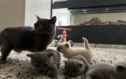 British Shorthair cats for sale: RARE OPPORTUNITY blue GCCF ACTIVE female stunning  - Image 3