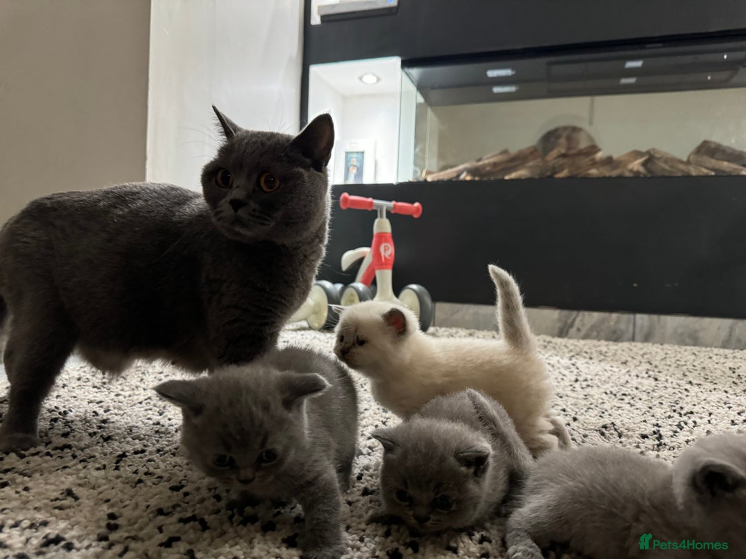 British Shorthair cats for sale: RARE OPPORTUNITY blue GCCF ACTIVE female stunning  - Image 3