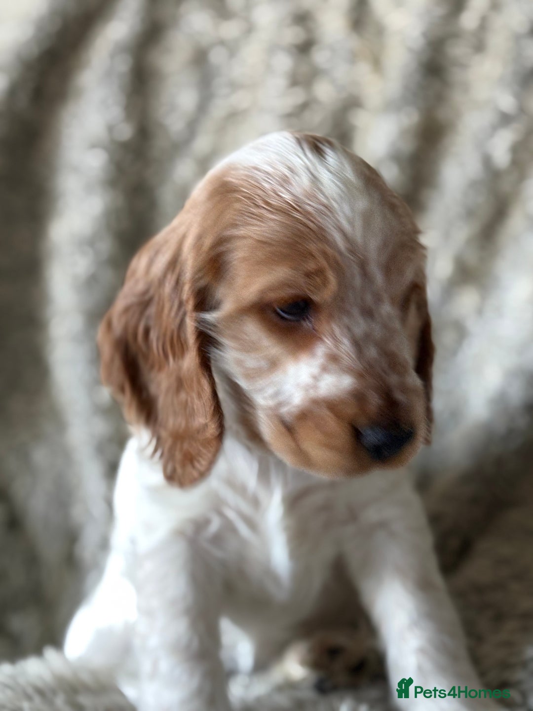Cocker Spaniel dogs for sale: 2 orange roan cocker spaniels  - Advert 14