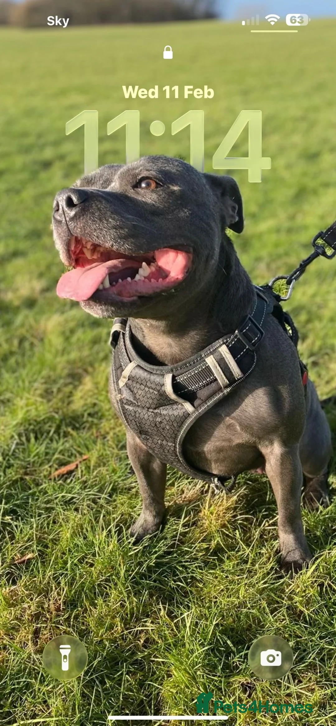 Staffordshire Bull Terrier dogs for sale: Staffordshire bull terrier  dogs blue staffs  - Advert 2