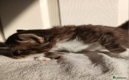 Russian Blue cats for sale: Russain blue x Maine coon Kittens for Sale - Image 7