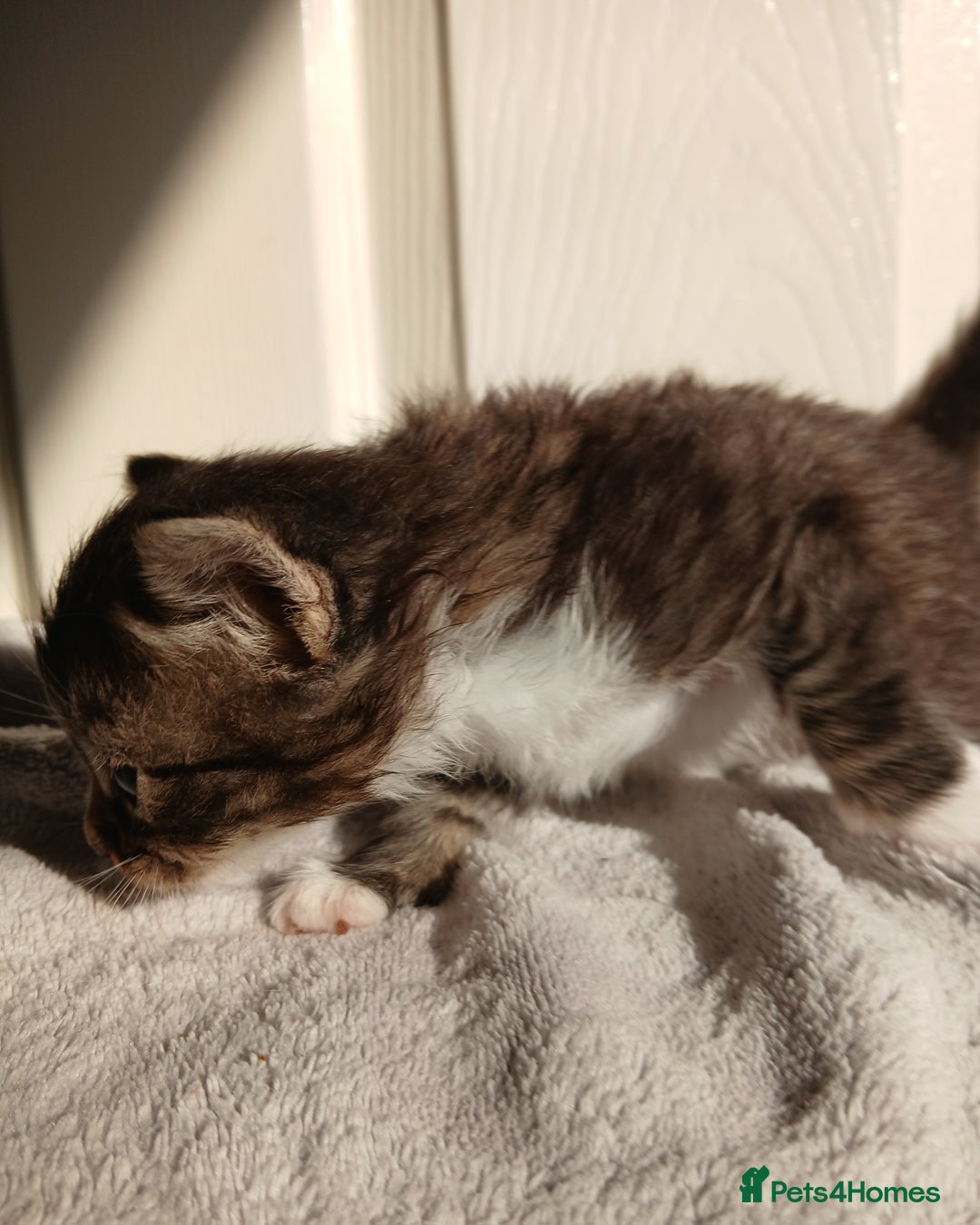 Russian Blue cats for sale: Russain blue x Maine coon Kittens for Sale - Image 7