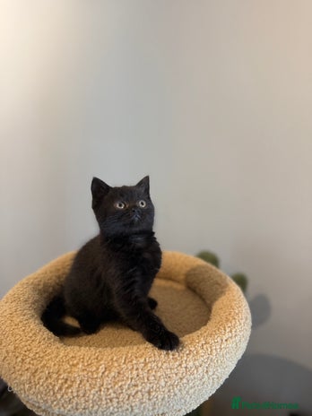 British Shorthair cats - Advert 1