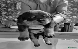Rottweiler dogs for sale: Elite German Bloodline Rottweiller Puppies - Image 10