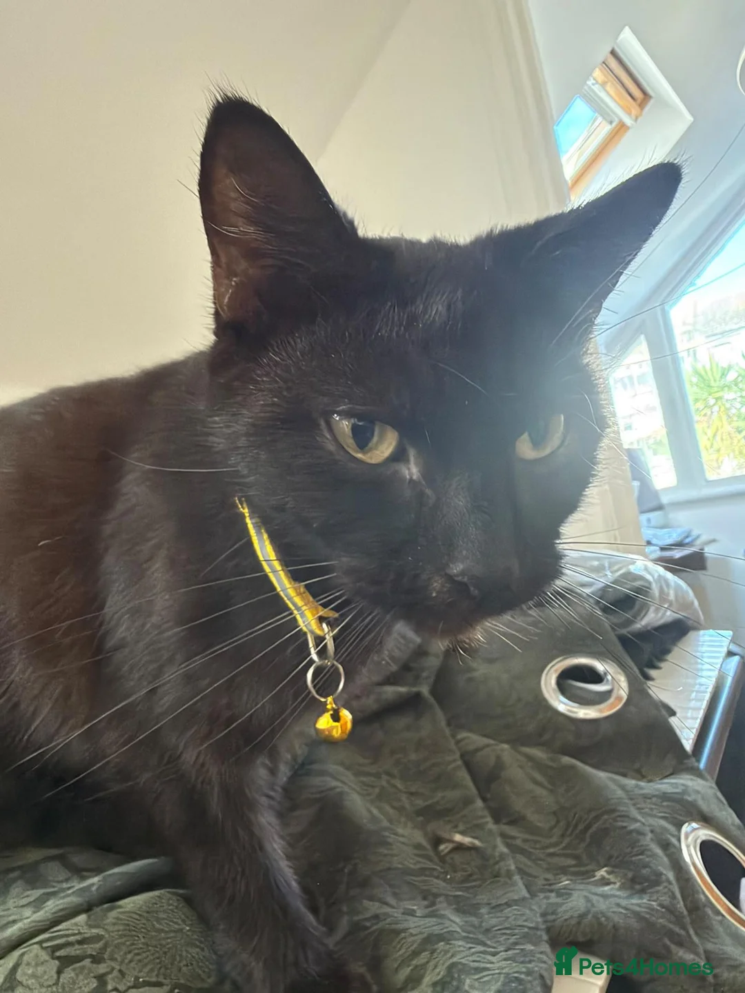 Domestic Shorthair cats for adoption: Luna is looking for perfect forever home  - Advert 6